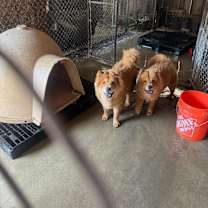 Thumbnail photo of Ronnie #2