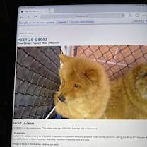 Thumbnail photo of Ronnie #3