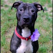 Thumbnail photo of Monica #4