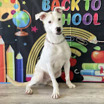 Thumbnail photo of Dutton #1