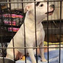 Thumbnail photo of Savannah (Spayed) #2