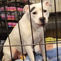 Thumbnail photo of Savannah (Spayed) #3