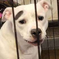 Thumbnail photo of Savannah (Spayed) #4