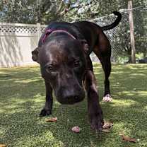 Thumbnail photo of Ryka #4