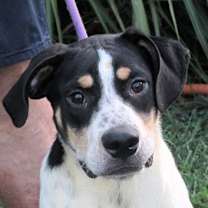 Thumbnail photo of Chip #1