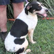 Thumbnail photo of Chip #2