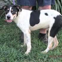 Thumbnail photo of Chip #4