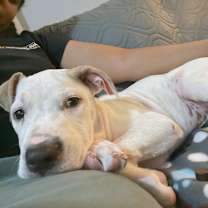 Thumbnail photo of Bobik aka "PJ" #1