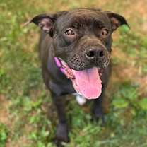 Thumbnail photo of Chille #1