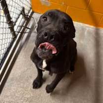 Thumbnail photo of Chille #2