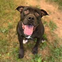 Thumbnail photo of Chille #3