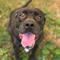 Thumbnail photo of Chille #4