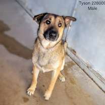 Thumbnail photo of Tyson #3