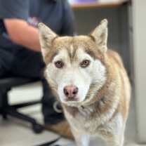 Thumbnail photo of Cinnamon #4