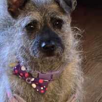 Thumbnail photo of Thistle #2