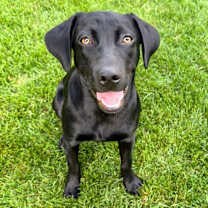 Thumbnail photo of Darby #3