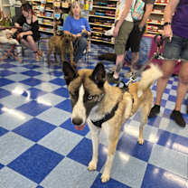 Thumbnail photo of Yo-Dawg aka Yoda #1