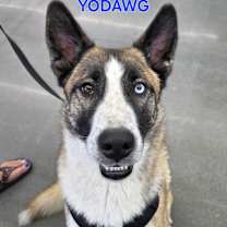 Thumbnail photo of Yo-Dawg aka Yoda #2