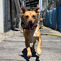 Thumbnail photo of Goose/A1032611 #3