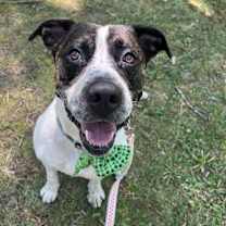 Thumbnail photo of Kings of Leon #2