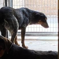 adopt-pet