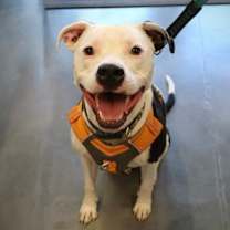 adopt-pet