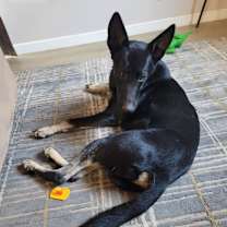 Thumbnail photo of Chippie #1