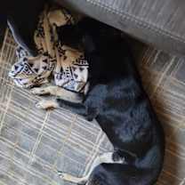 Thumbnail photo of Chippie #2