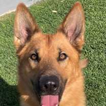 adopt-pet