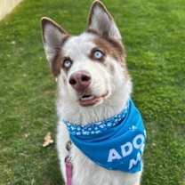 adopt-pet