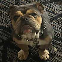 Thumbnail photo of Lincoln #1