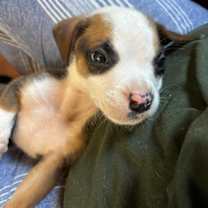 Thumbnail photo of Clairo #1