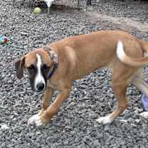 Thumbnail photo of French Fry in CT #2