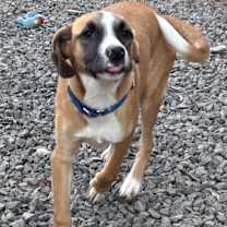 Thumbnail photo of French Fry in CT #3