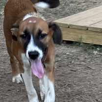 Thumbnail photo of French Fry in CT #4