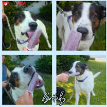 Thumbnail photo of Gretzky #3