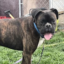 Thumbnail photo of ROCKY #2