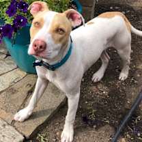 Thumbnail photo of Roulette #3