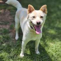 adopt-pet