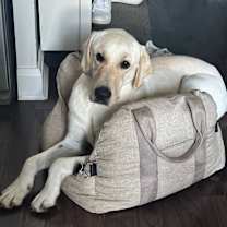 adopt-pet