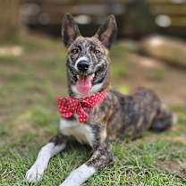 adopt-pet