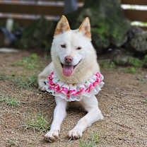adopt-pet