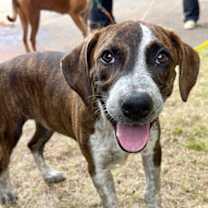 Thumbnail photo of Pup Alma #1