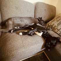 Thumbnail photo of Daisy #4