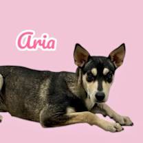 adopt-pet