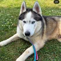 Thumbnail photo of Yobi #1