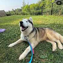 Thumbnail photo of Yobi #2