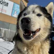 Thumbnail photo of Yobi #4