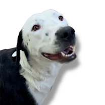 adopt-pet