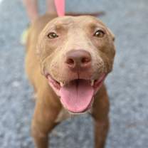 Thumbnail photo of Sue #4